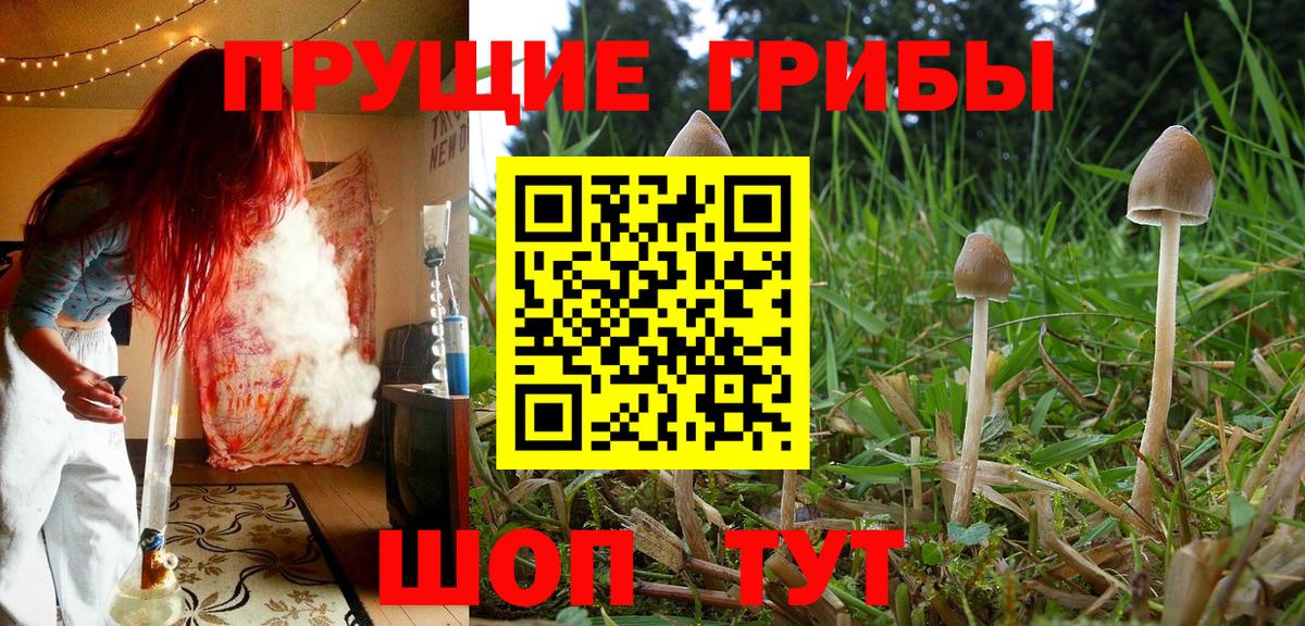 Черкесск  Псилоцибиновые грибы Cubensis  Вход с VPN 